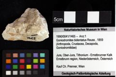 Foto (Objket + Etiketten) von Gastrosacus tuberosiformus (Lörenthey in Lörenthey & Beurlen, 1929) 